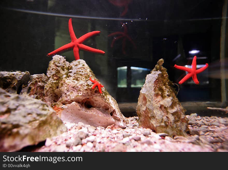 Red sea stars in the big aquarium.