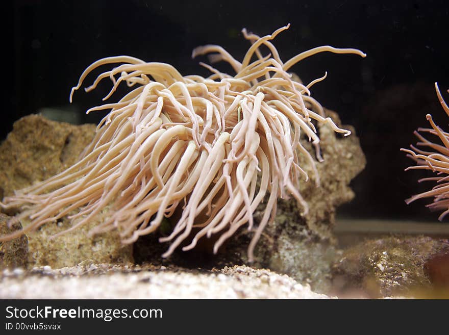 Underwater or undersea view of sea anemone