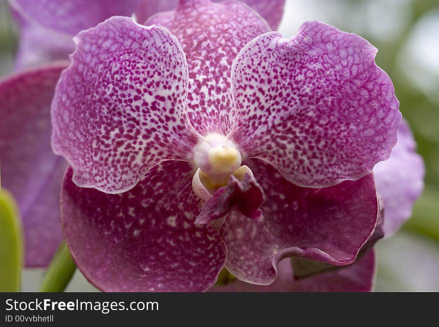 Orchids