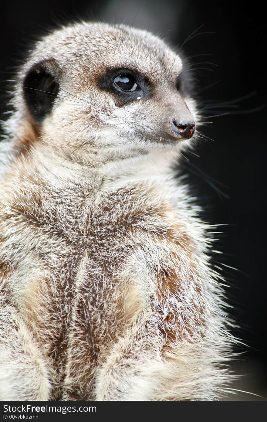 Inquisitive meerkat