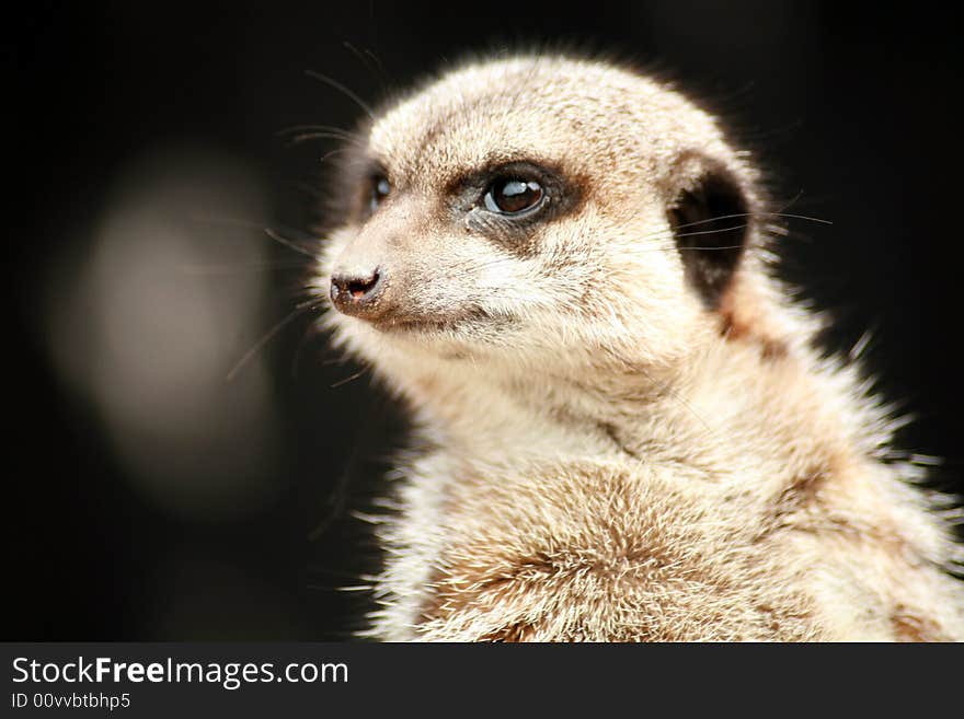 Inquisitive meerkat on the lookout