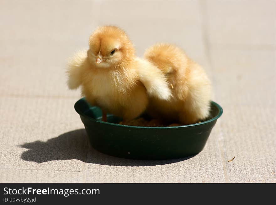 Two sweet chickens in my garden. Two sweet chickens in my garden