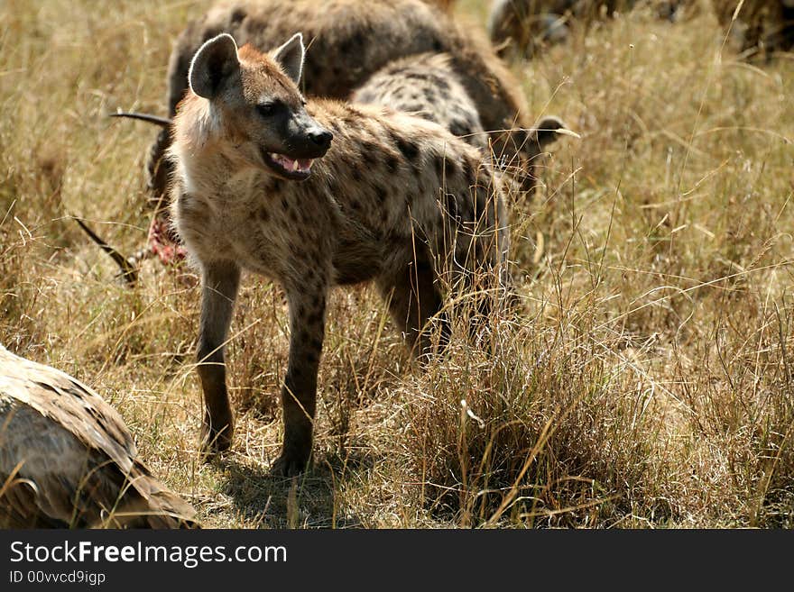 Spotted Hyena standing on the grass plains in the Masai Mara Reserve (Kenya)