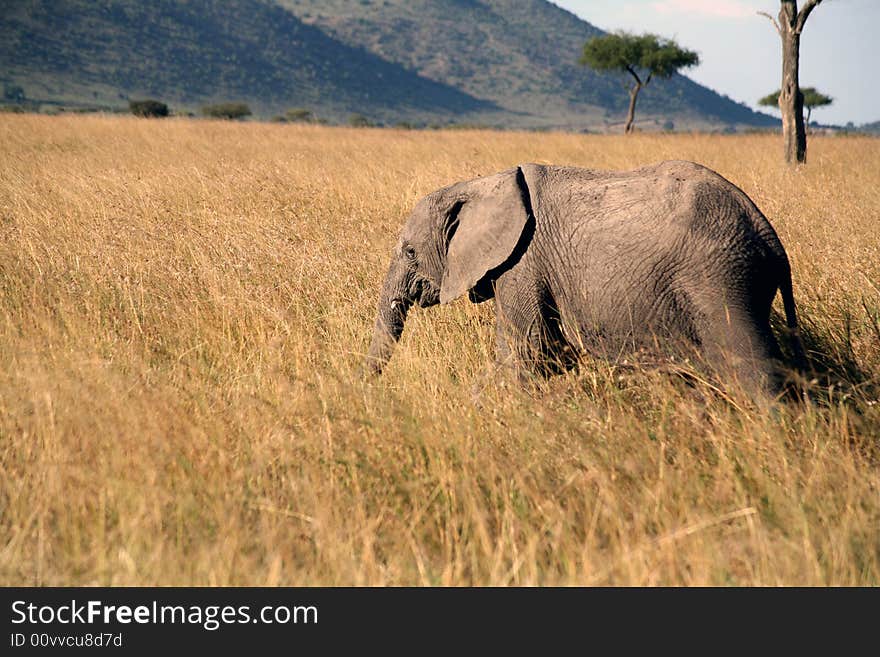 Young elephant in the grass in the Masai Mara Reserve (Kenya)