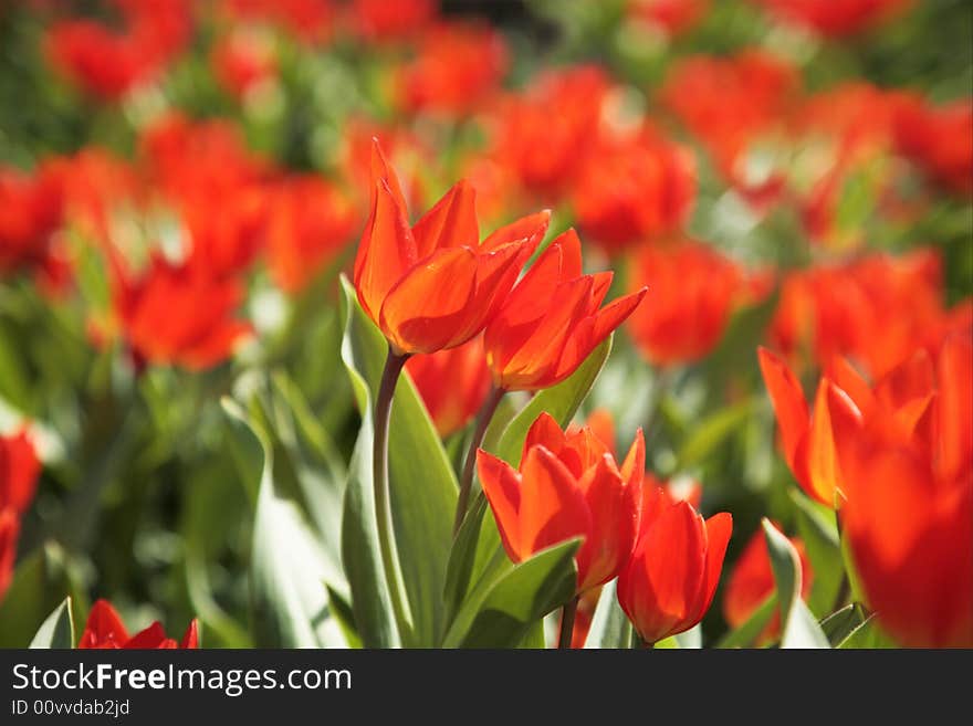 Spring. Glade of red tulips. Spring. Glade of red tulips.