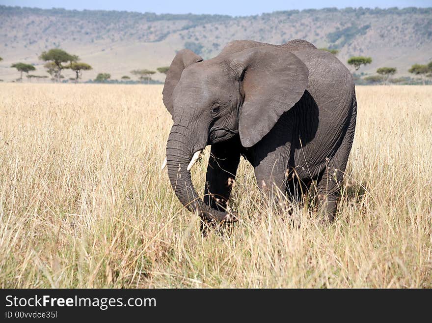 Young elephant in the grass in the Masai Mara Reserve (Kenya)