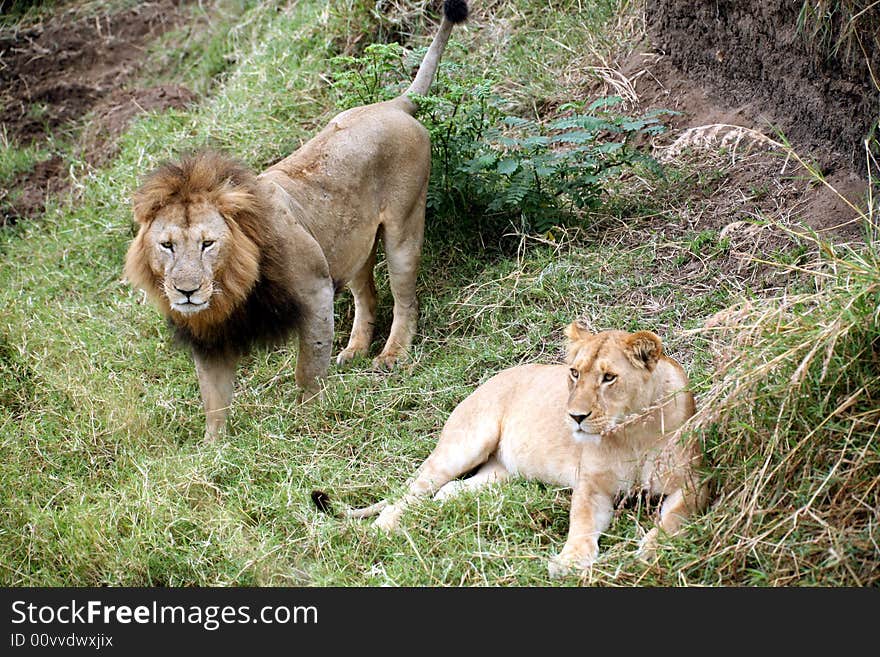 Lion and Lioness on the grasslands of the Masai Mara Reserve in Kenya