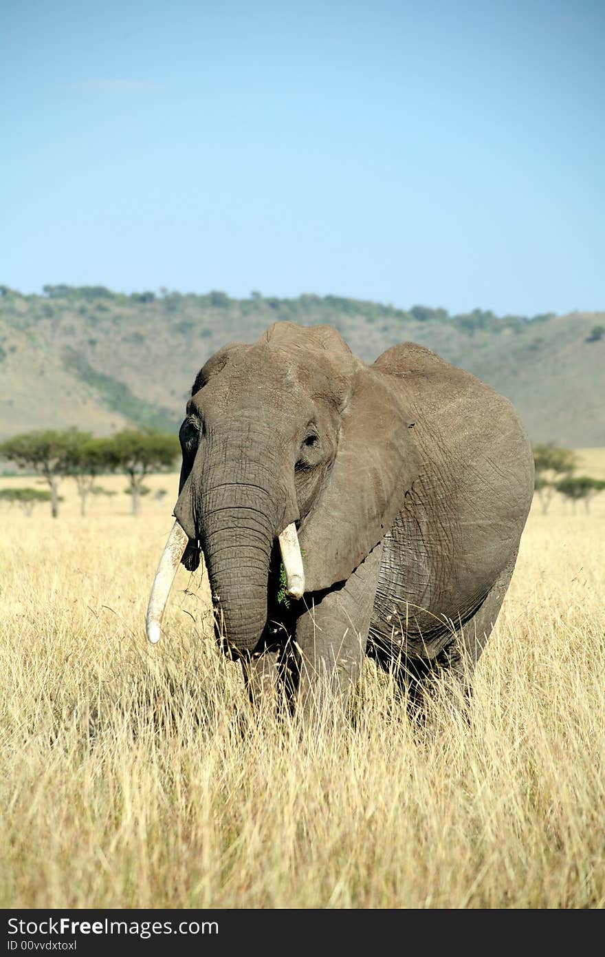 Elephant eating grass in the Masai Mara Reserve (Kenya)