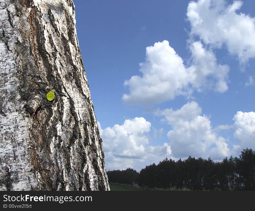 Leaf node of birch on blue sky. Leaf node of birch on blue sky