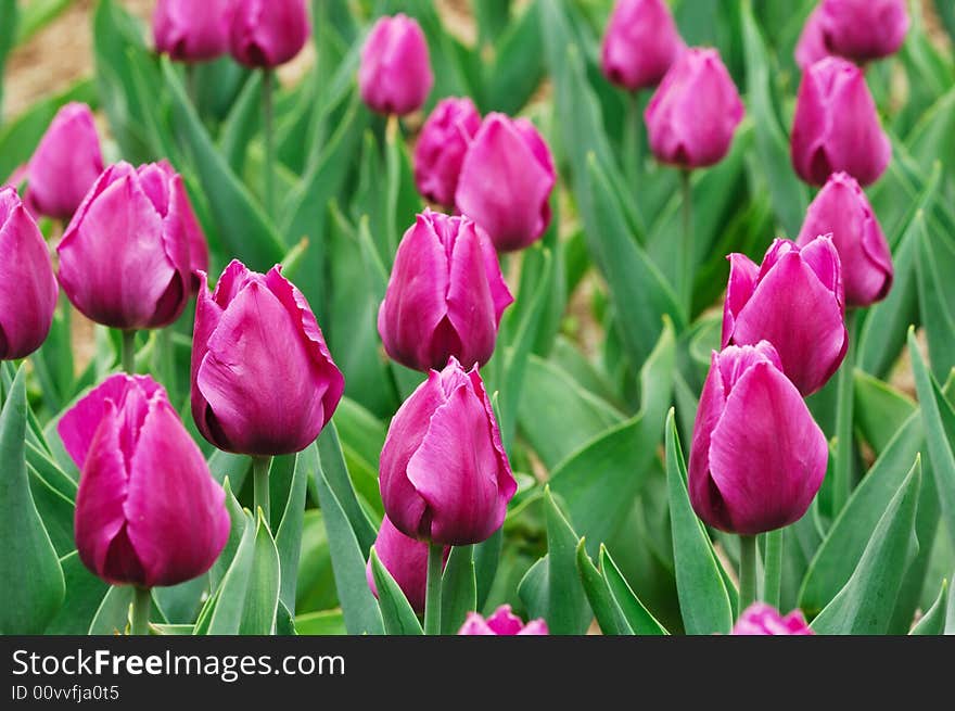 A bed of tulips at the park in Beijing. A bed of tulips at the park in Beijing.