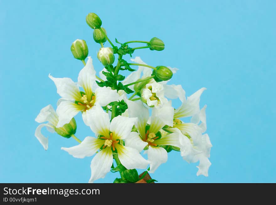 The beautiful flowers in blue background. The beautiful flowers in blue background.