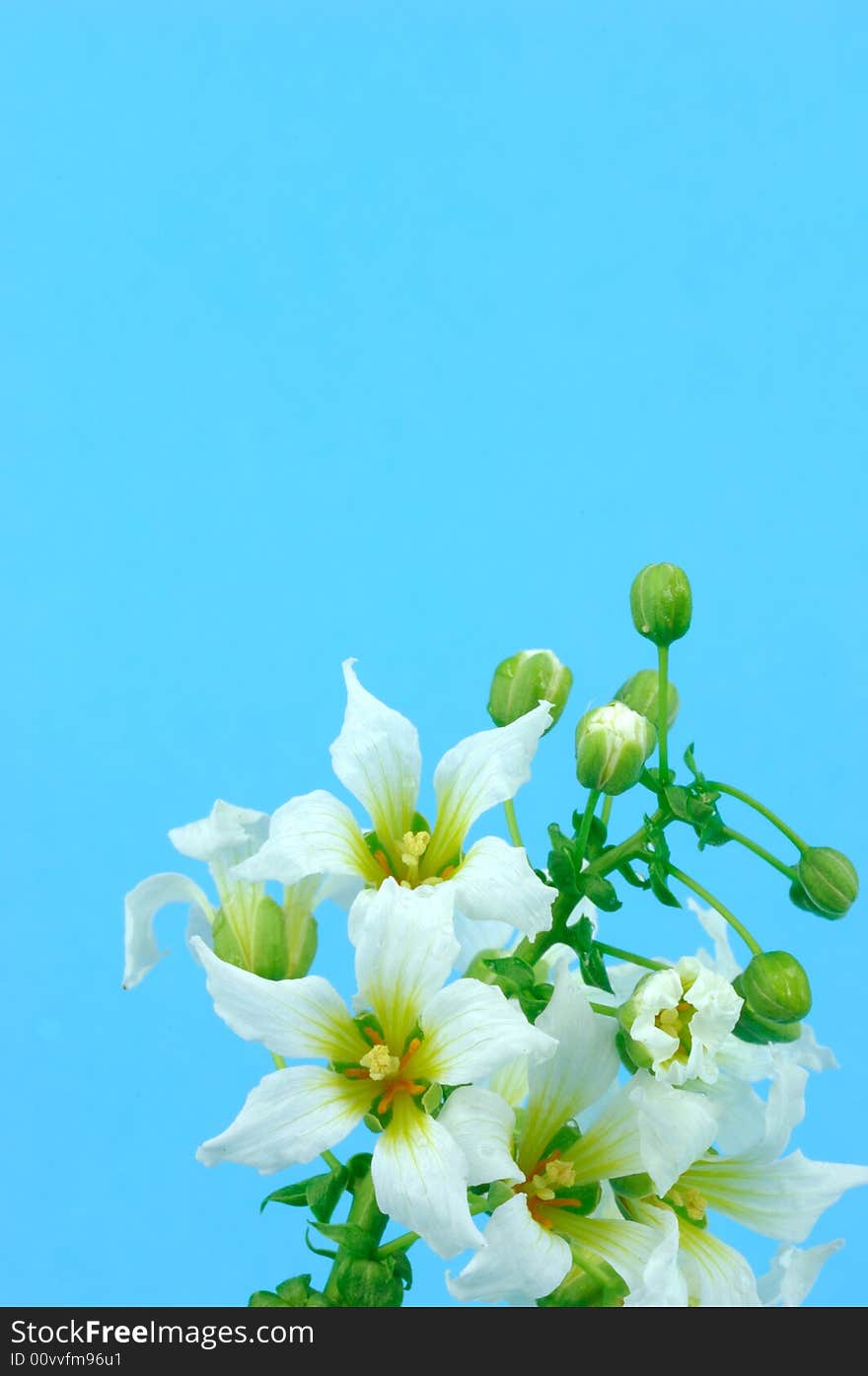 The simple and elegant flowers in blue background.(vertical composition of a picture). The simple and elegant flowers in blue background.(vertical composition of a picture)