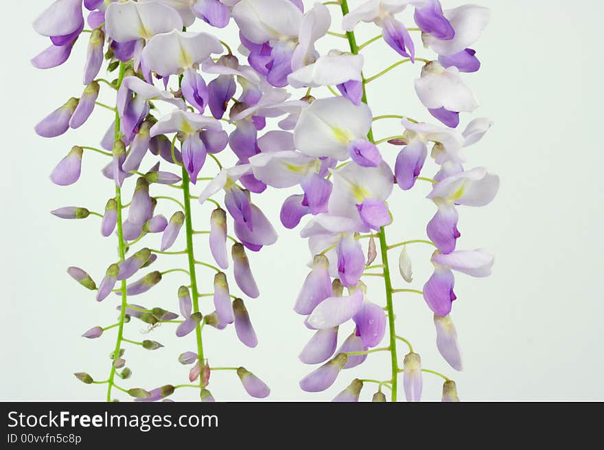 Still life shooting of wistaria flowers in white background.