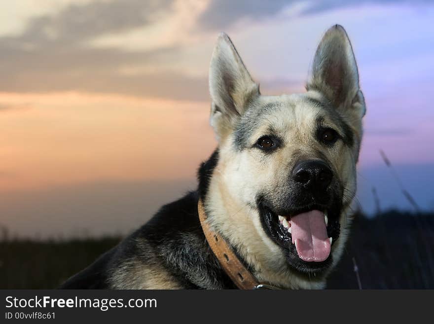 Alsatian dog