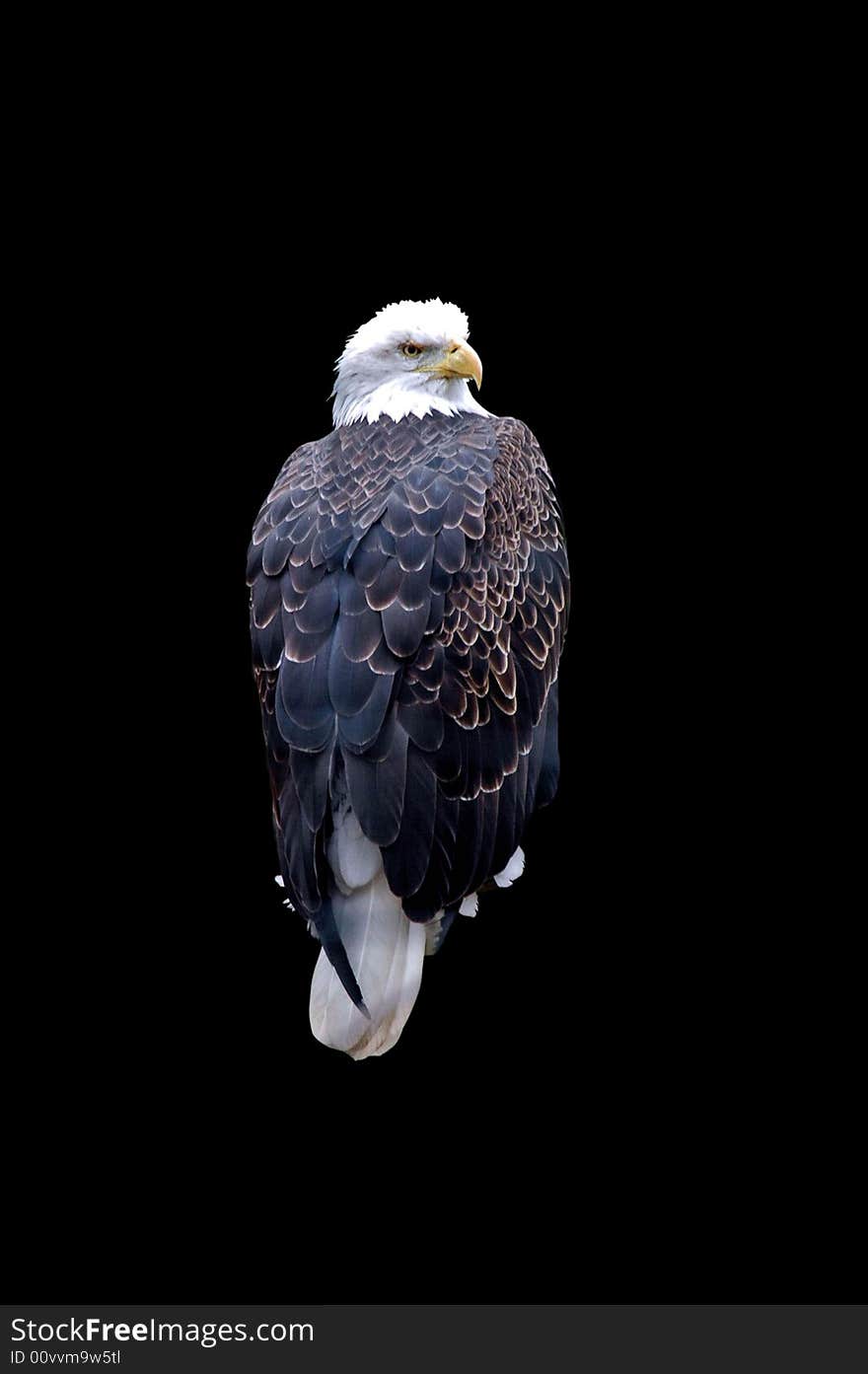 A isolated picture of a bald eagle