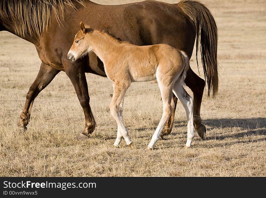 Quarter horse mare and foal walking in pasture