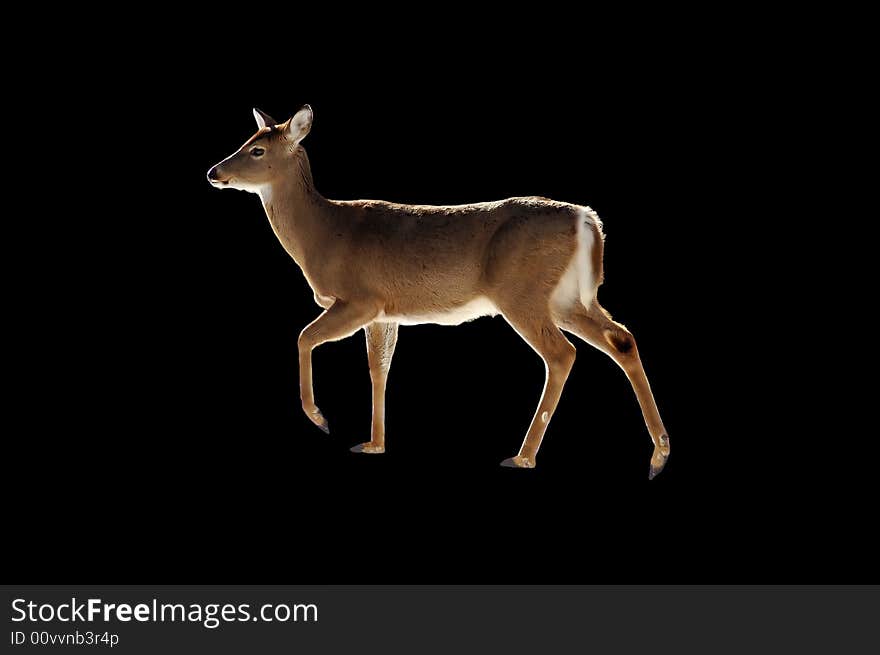 A isolated picture of a doe der on black background. A isolated picture of a doe der on black background