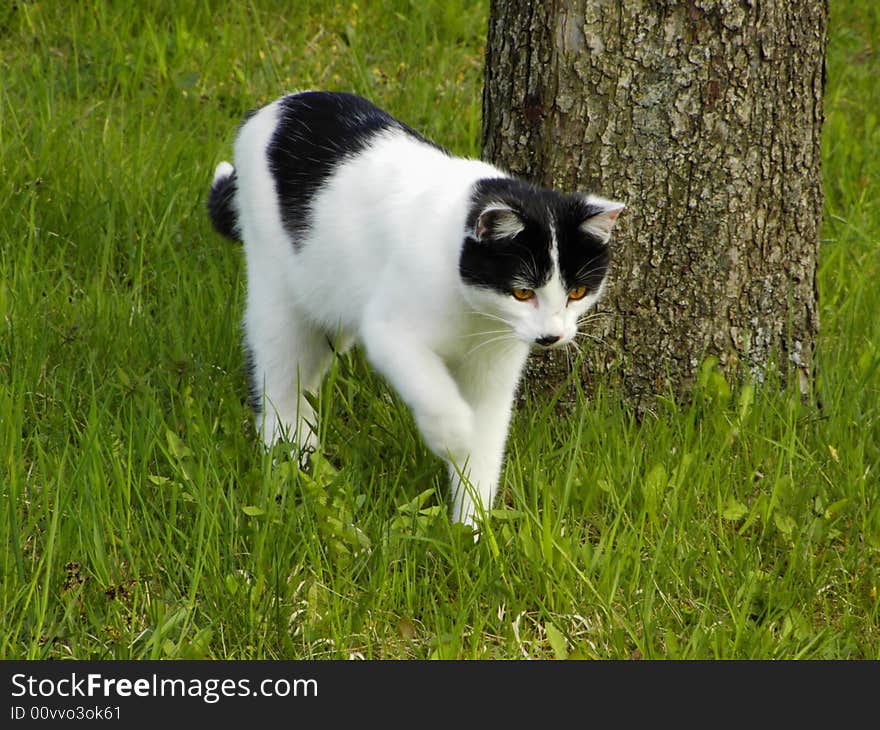 Black and White Cat on Hunt