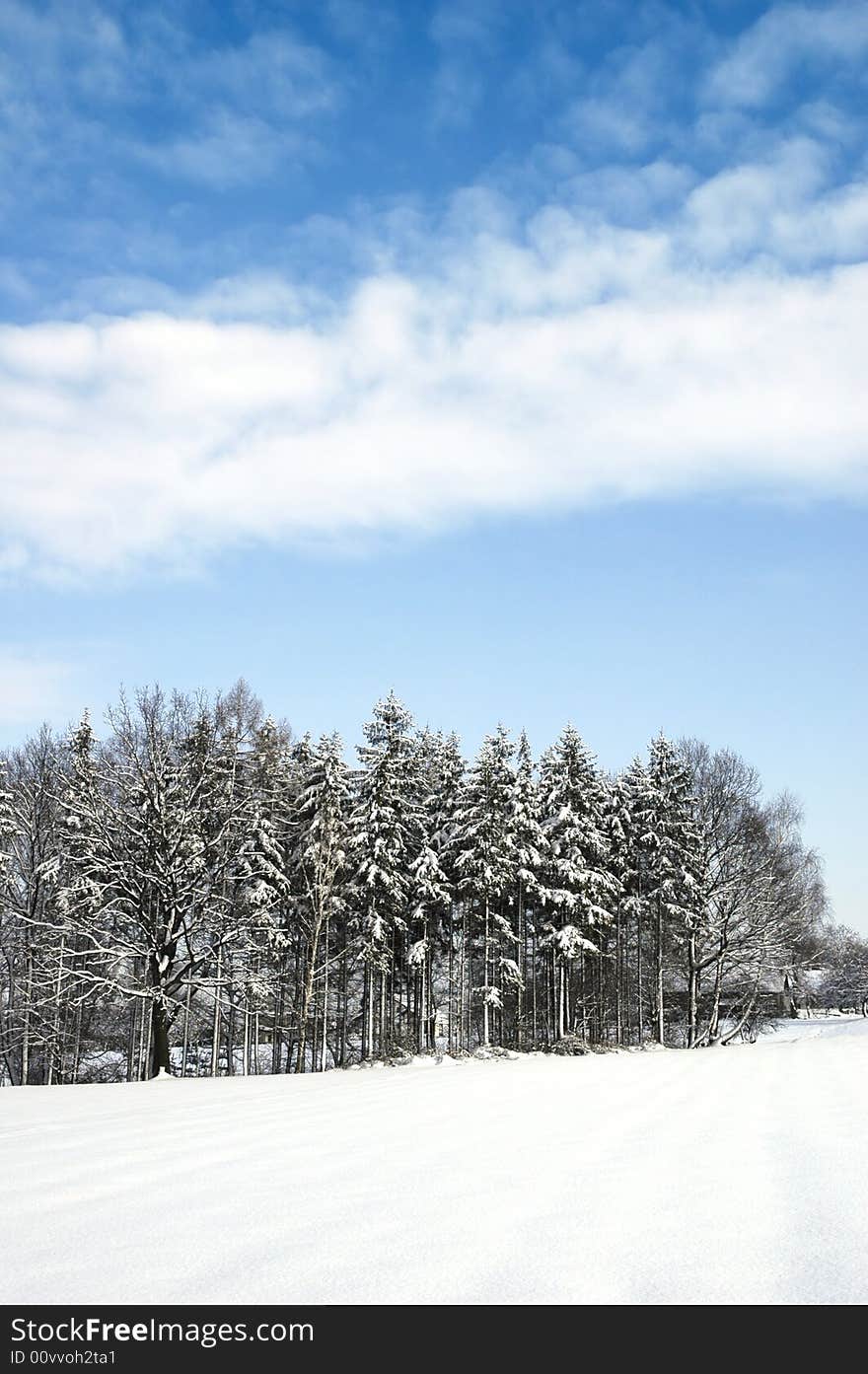 Photo of tree in winter. Photo of tree in winter