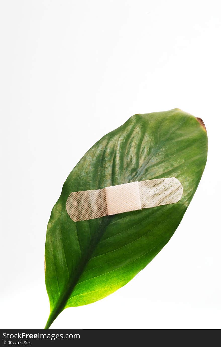 Global warming leaf bandaged