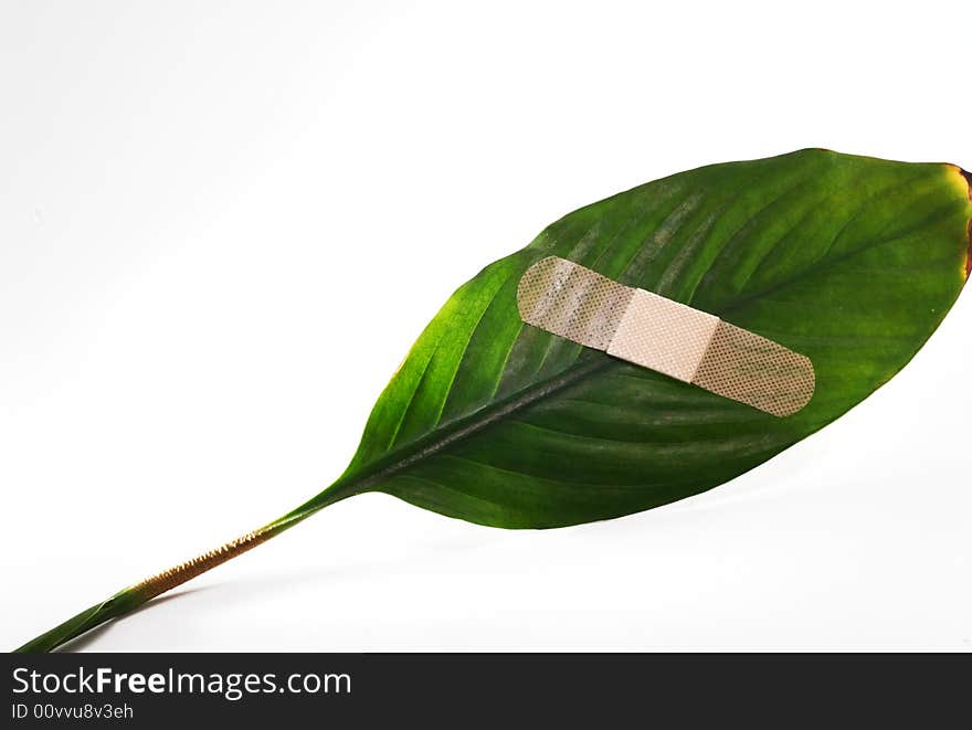 A band aid on a green leaf on white background. A band aid on a green leaf on white background.