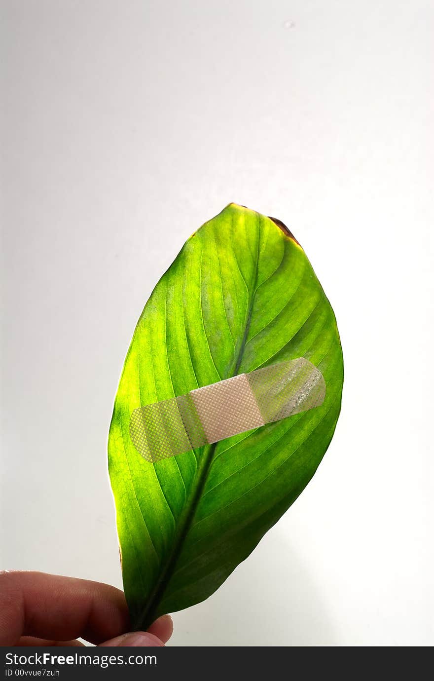 A band aid on a green leaf on white background. A band aid on a green leaf on white background.