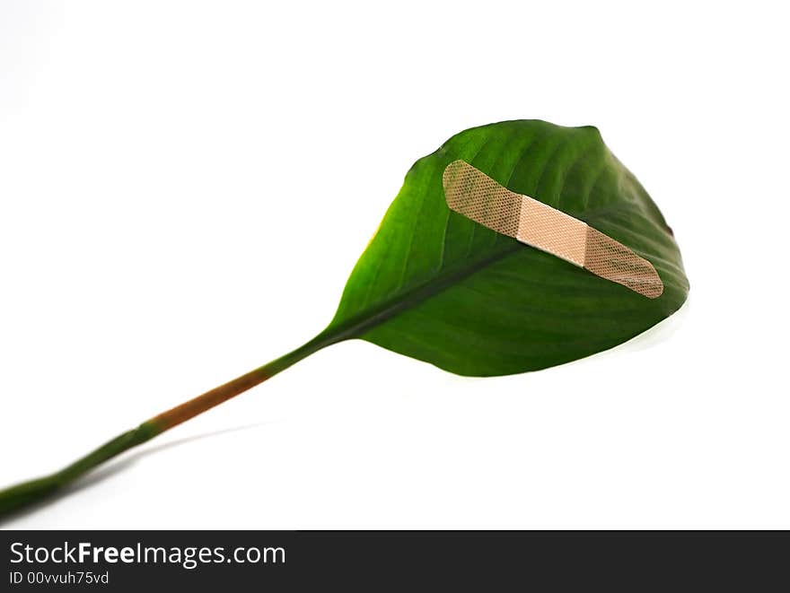 A band aid on a green leaf on white background.  narrow depth of field focusing on the band aid. A band aid on a green leaf on white background.  narrow depth of field focusing on the band aid.