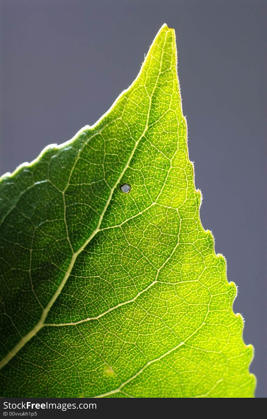 Leaf Design Veins