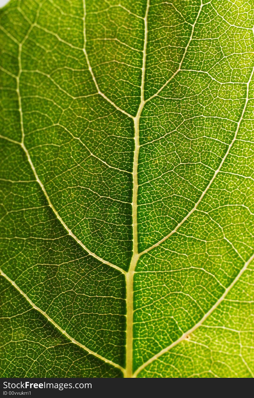 Leaf design veins