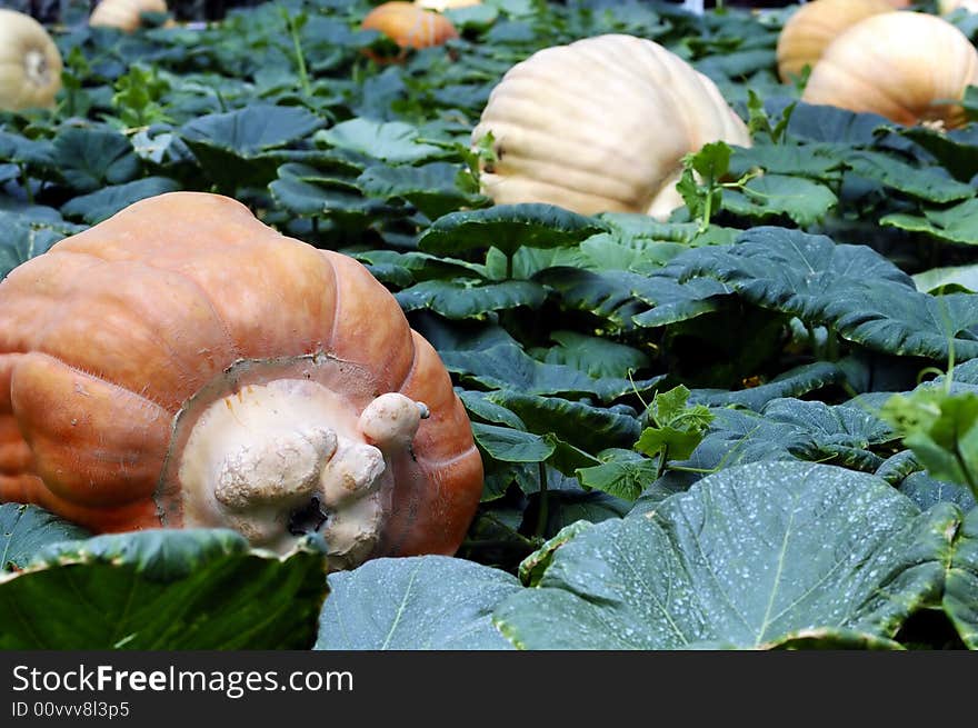 Pumpkin field with big pumpkins