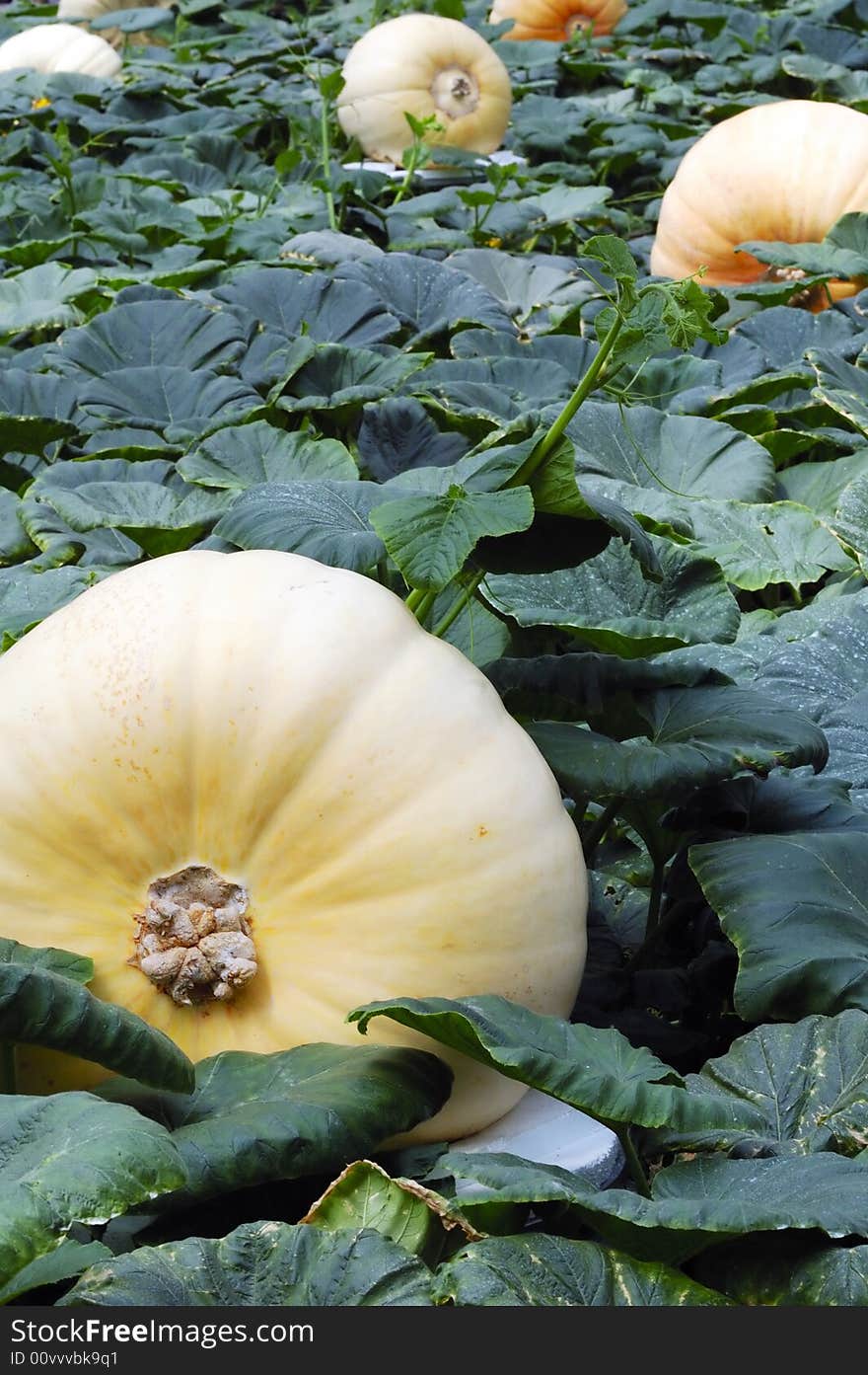 Pumpkin field