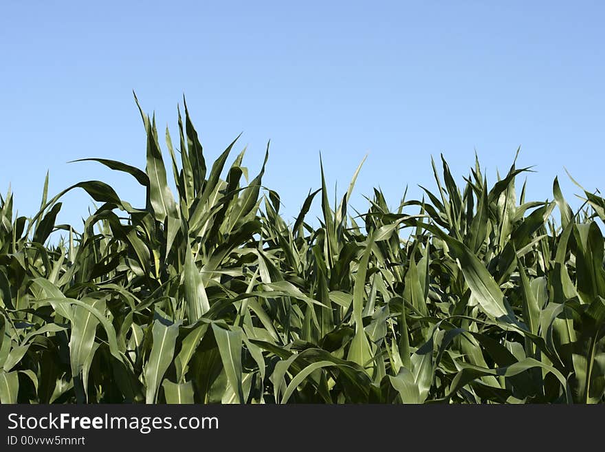 Cornfield. On background sky. Early ripeness.