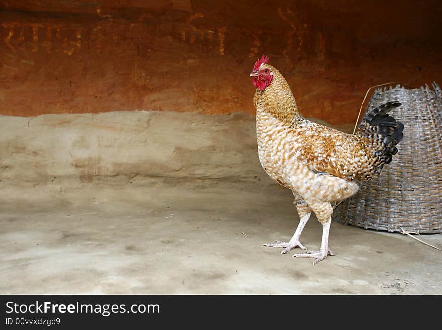 Beige coloured rooster standing in farm yard