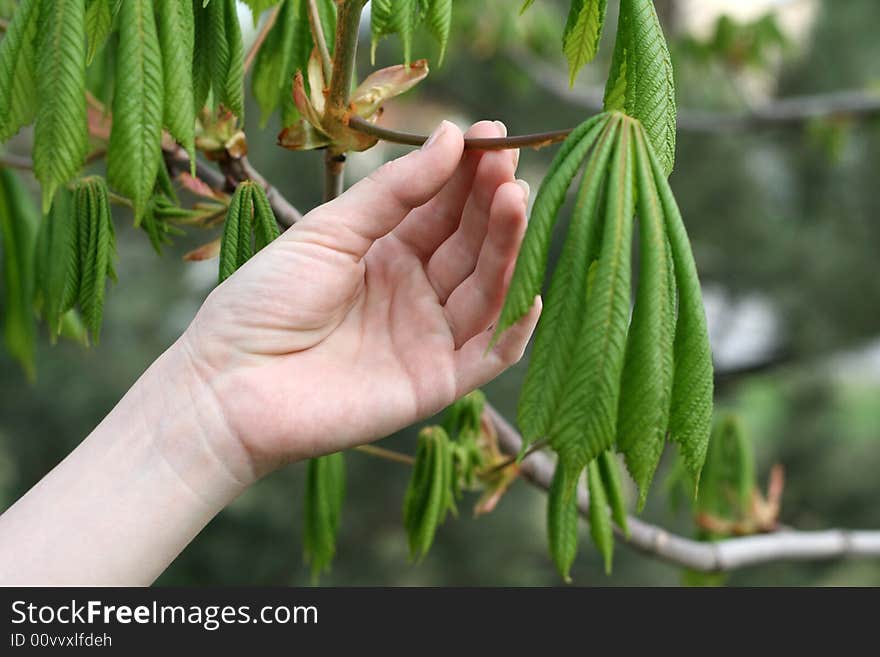 Fine female hand near leaflets of a tree in the spring