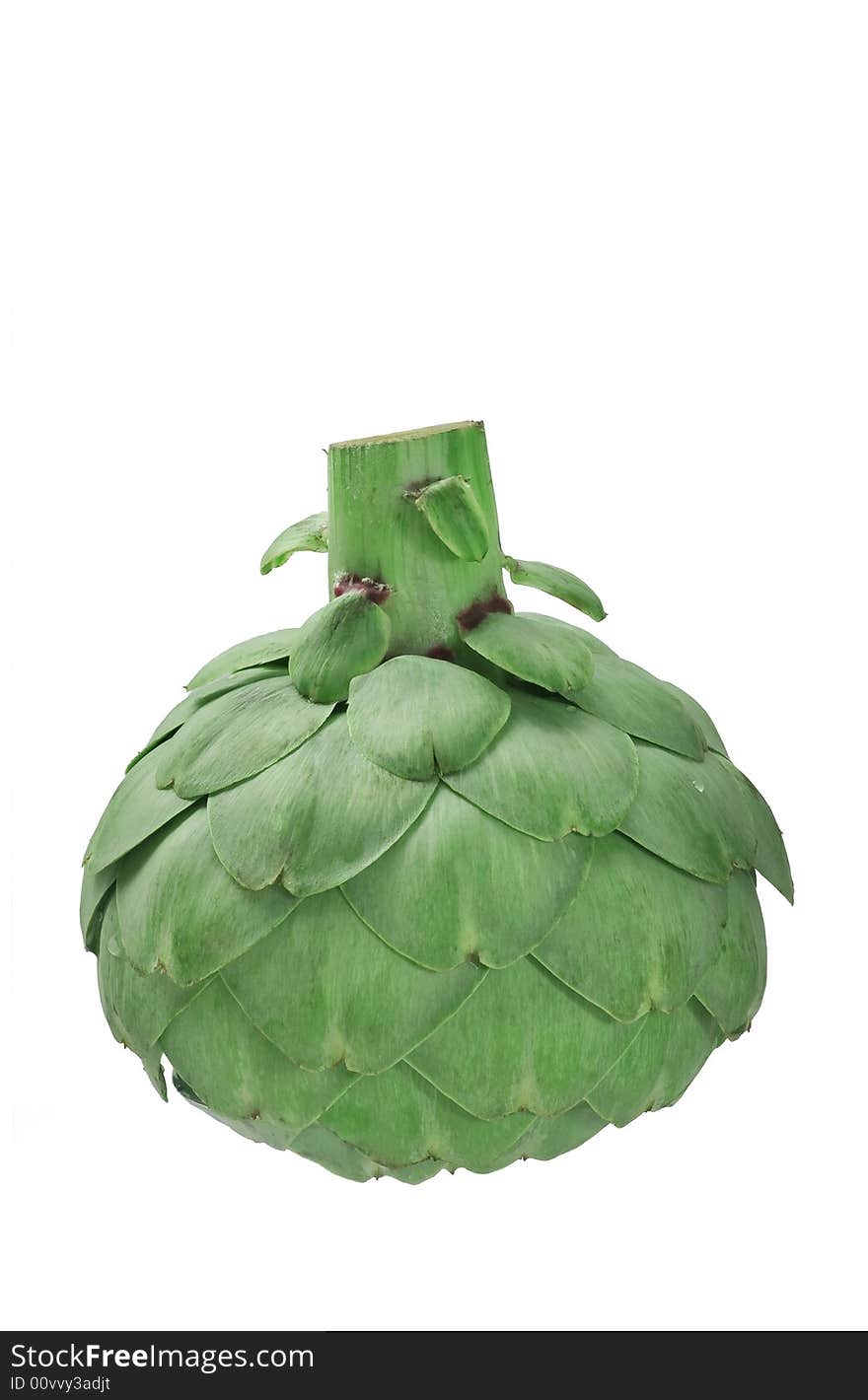 Fresh cut globe artichoke showing stem on white background. Fresh cut globe artichoke showing stem on white background.