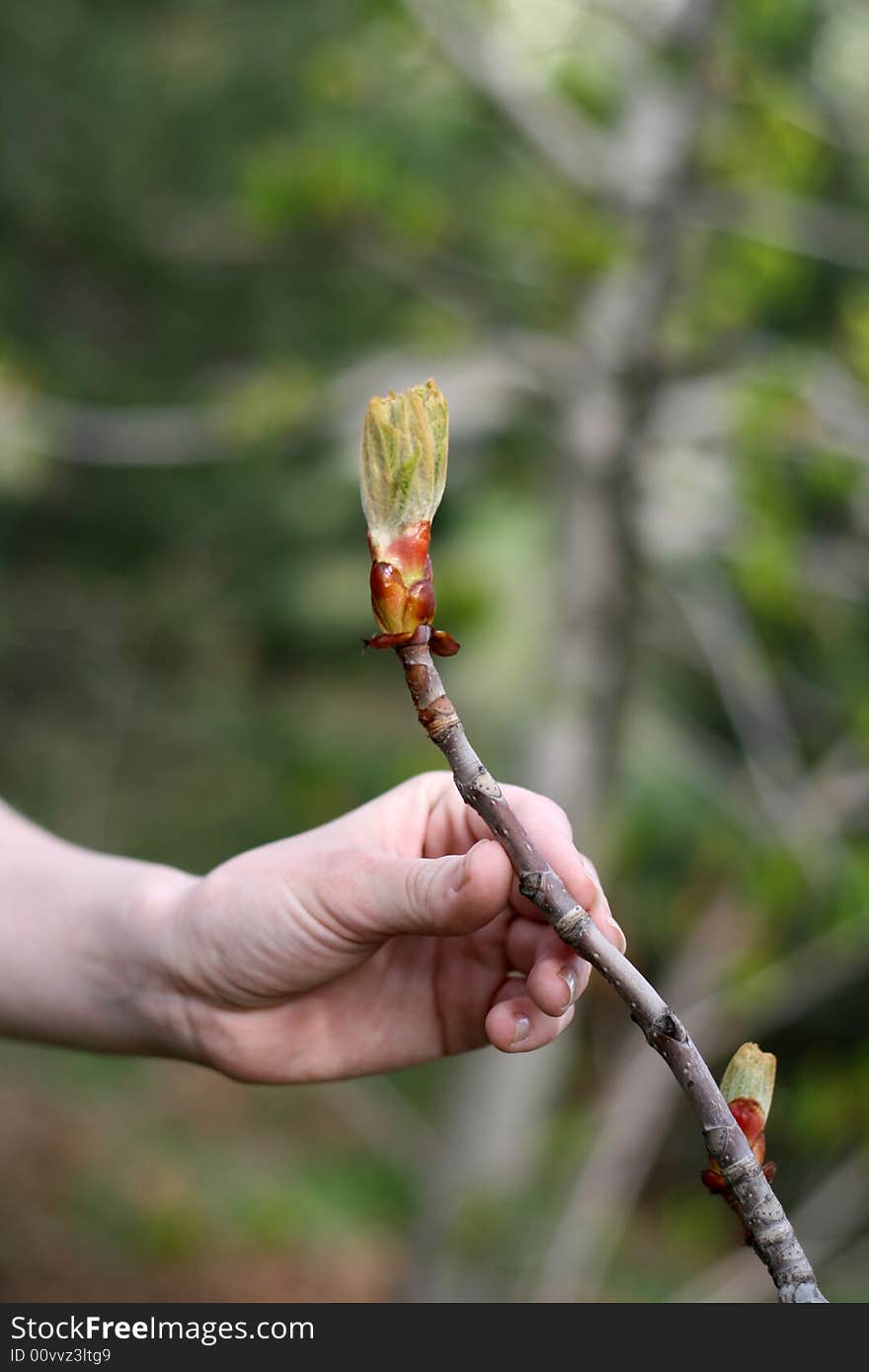 Fine female hand near leaflets of a tree in the spring