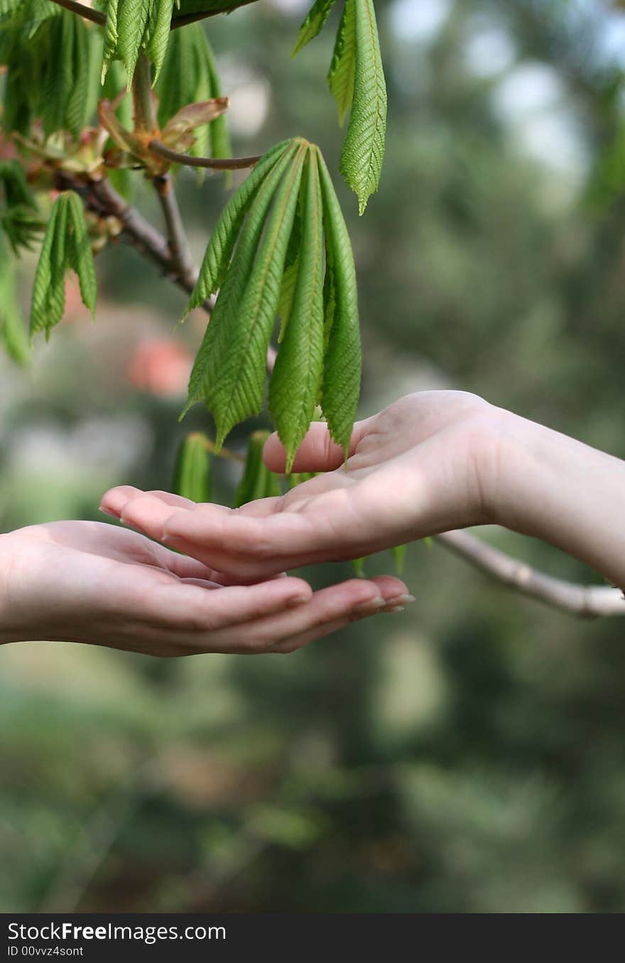 Fine female hands near leaflets of a tree in the spring