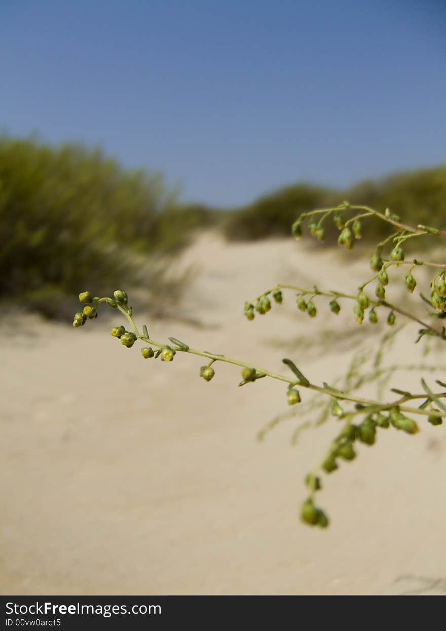 subtropical landscape near Black Sea with sand, low shrub and clear blue sky. subtropical landscape near Black Sea with sand, low shrub and clear blue sky