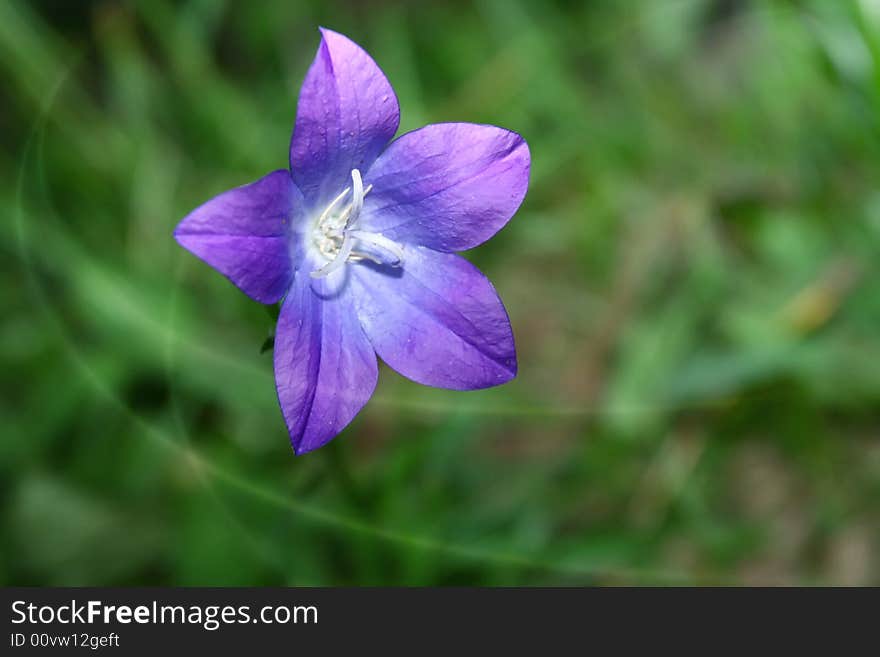 Cute flower, with depth of field. Cute flower, with depth of field.