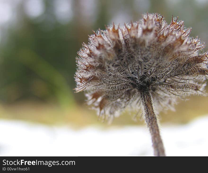 View of plant on winter morining