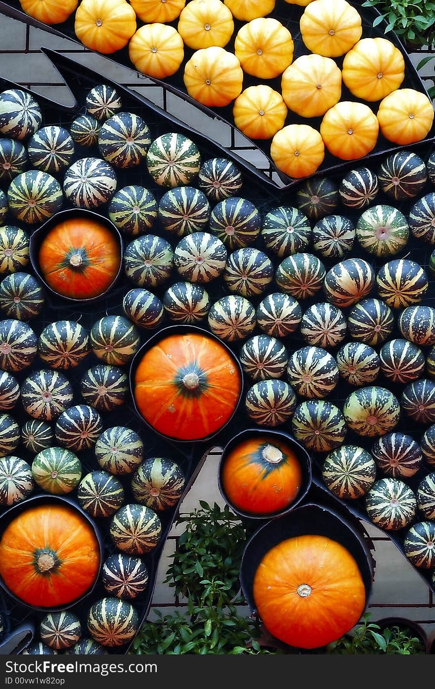 Various vegetable and melon on shelf. Various vegetable and melon on shelf