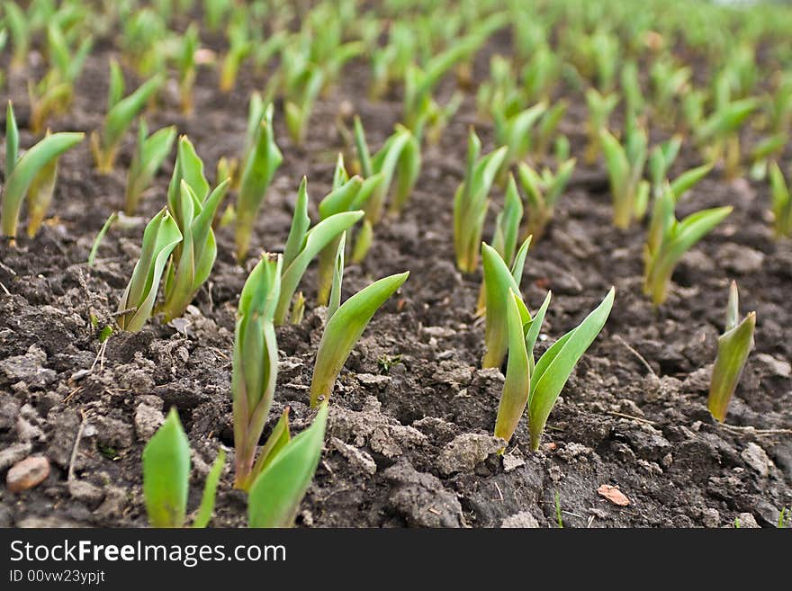 Field With Planting