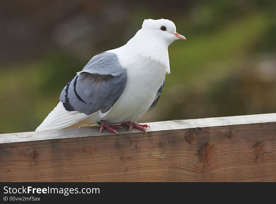 Berner Lerche, a beautiful dove sitting on a plank.