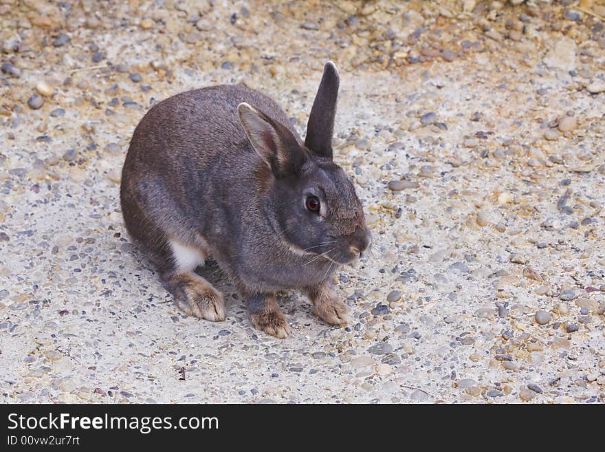 Sitting bunny in a zoological garden in Basel.