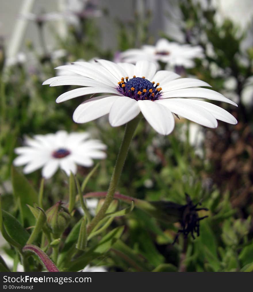 Beautiful White Flower