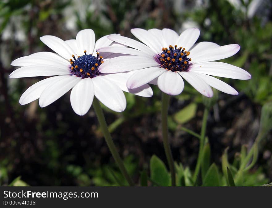 Beautiful White Flower