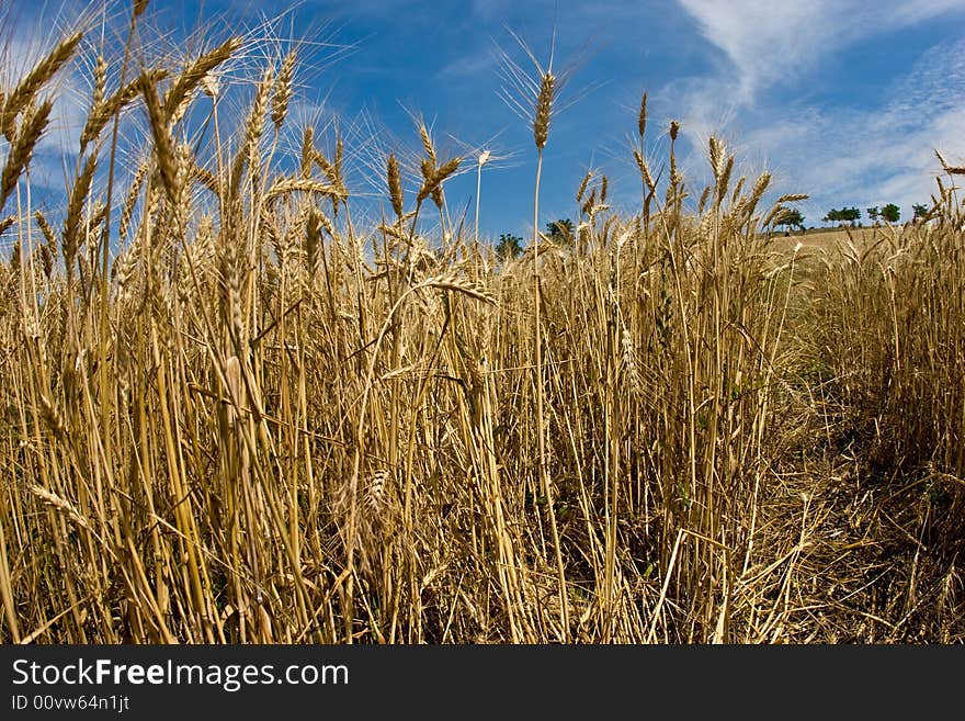 Wheat field