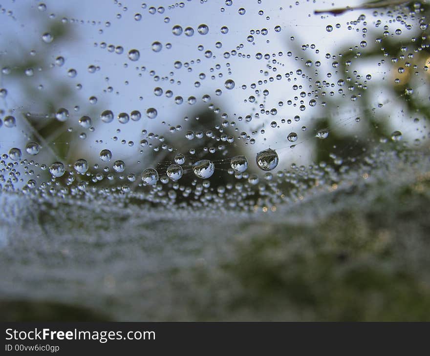 In the morning on spiders net. In the morning on spiders net