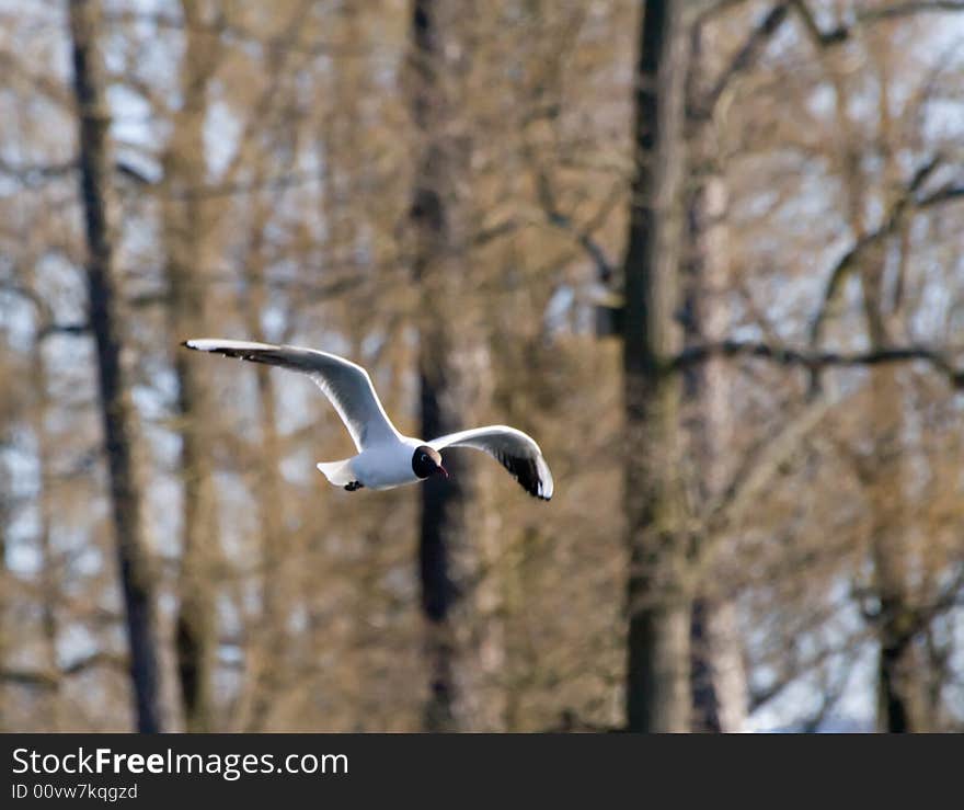 Photo of flying sea gull with forest background