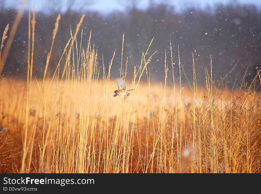 This photo was taken in an open field. It was just beginning to snow. There were several birds in the area. Using a tripod I waited until th bird came into view and got this shot. This photo was taken in an open field. It was just beginning to snow. There were several birds in the area. Using a tripod I waited until th bird came into view and got this shot.